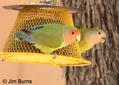 Rosy-faced Lovebirds at our seed feeder