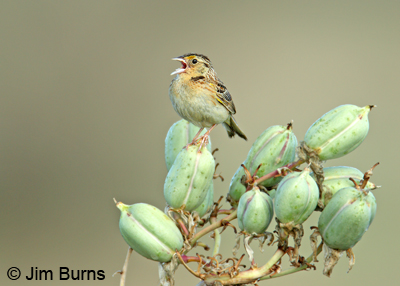 Grasshopper Sparrow singing on Yucca pods