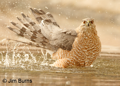 Cooper's Hawk adult female bathing