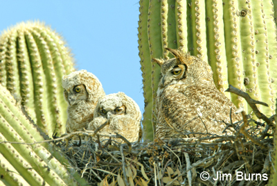 Great Horned Owl family