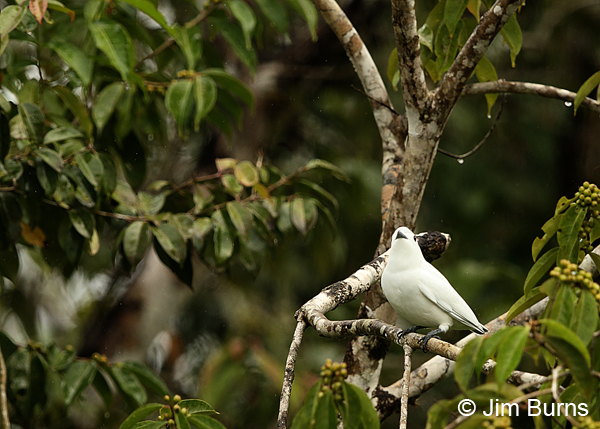 Snowy Cotinga male in fig tree