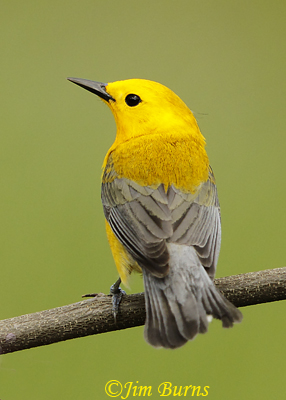Prothonotary Warbler male--3279