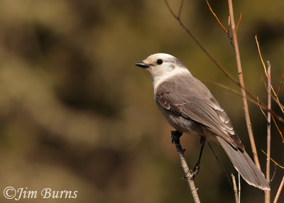 Canada Jay in willows--1813