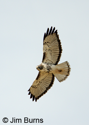 Harlan's light morph Red-tailed Hawk