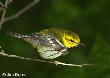 Black-throated Green Warbler male, December in Texas