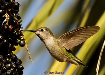 Anna's Hummingbird immature male nectaring at Fan Palm berries