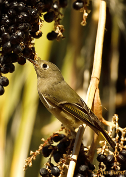 uby-crowned Kinglet "nectaring" at Fan Palm Berries