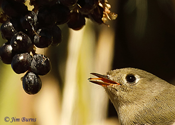 Ruby-crowned Kinglet with berry juice on tongue