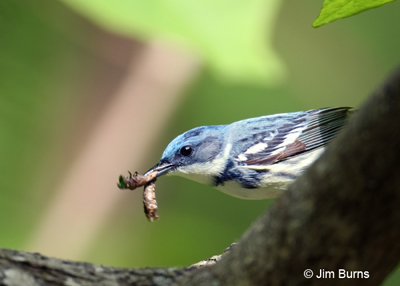 Cerulean Warbler at the grocery store