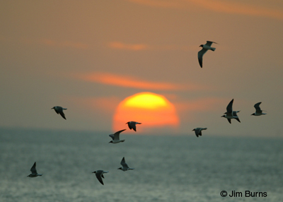 Laughing Gulls across sunset