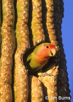 Rosy-faced Lovebird in Saguaro hole