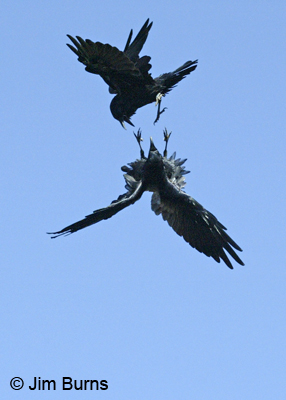 Common Ravens at play