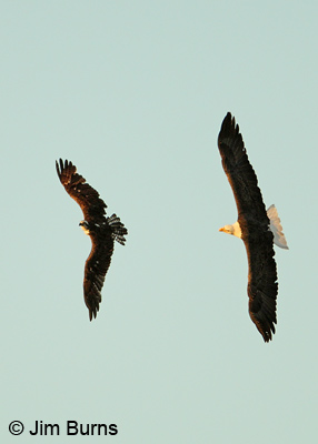 Bald Eagle Negotiations with Osprey