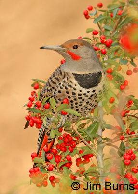 Red-shafted Flicker in Pyracantha