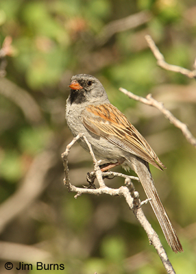 Black-chinned Sparrow male