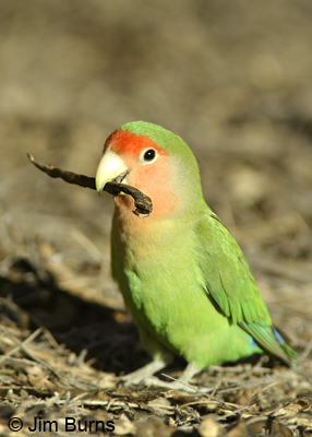 Rosy-faced Lovebird with mesquite pod