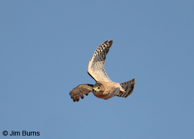Cooper's Hawk adult in flight