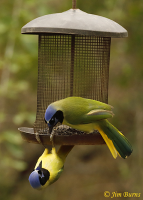 Green Jays exhibiting agonistic behavior at a food source