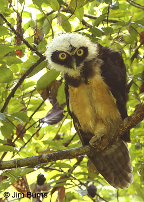 Spectacled Owl brancher