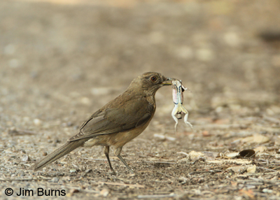 Clay-colored Thrush with lizard