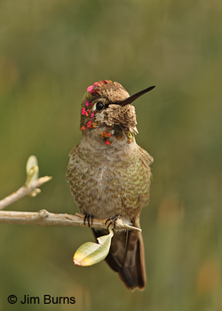 Annna's Hummingbird immature male