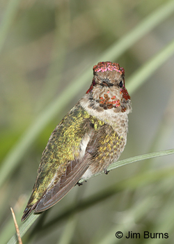 Annna's Hummingbird immature male