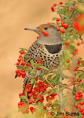 Red-shafter Flicker another avian tool user