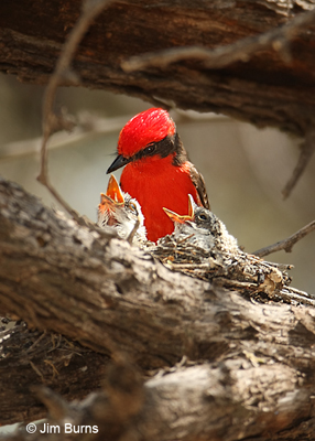 Vermilion Flycatcher male with nestlings