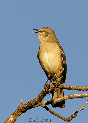 Northern Mockingbird Singing