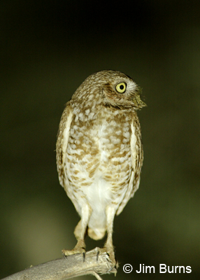 Burrowing Owl with dung on its beak