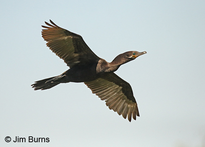 Neotropic Cormorant in flight (note the head and tail extensions appear equal, the V-shaped gular pouch is distinctly bordered in white, and the supraloral is dark)