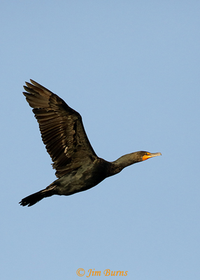 Double-crested Cormorant in flight (note the head extension appears longer than the tail extension, the squared off gular pouch has no white border, and the supraloral is bright orange)