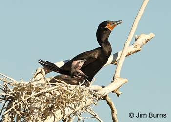 Neotropic Cormorant parent showing pointed scapular feathers