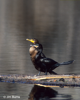 Double-crested immature (left)-&-Neotropic adult (right) Cormorants side-by-side