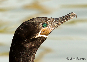 Neotropic Cormorant adult breeding plumage head shot showing shape and outline of gular patch and dark supraloral