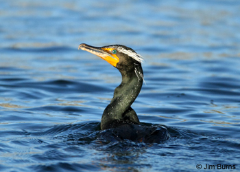 Double-crested Cormorant adult breeding plumage head shot showing shape and outline of gular patch and bright supraloral