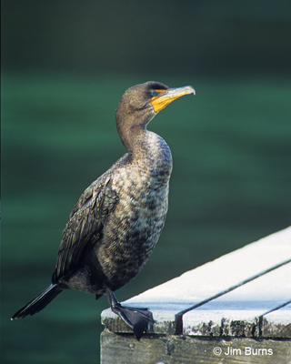 Double-crested Cormorant pale breasted juvenile showing indistinct white feathering in gular pouch border area, but note the bright supraloral