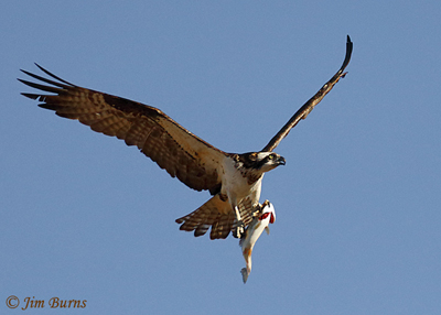 Osprey with trout, January 26, 2020, 10:30 am