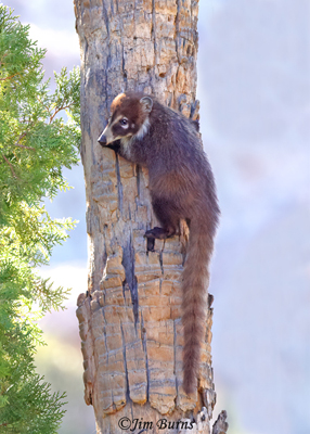 White-nosed Coati kit looking for mom in adjacent tree--6495