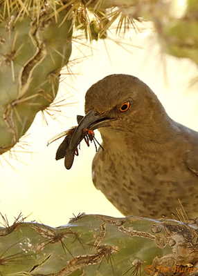 Curve-billed Thrasher with Soldier Beetle