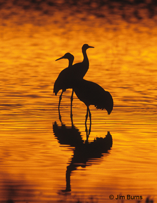 Sandhill Crane pair at sunset