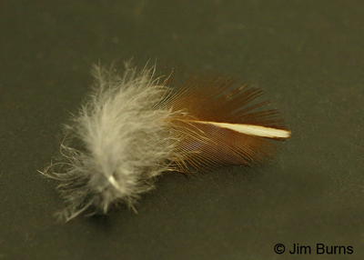Gambel's flank feather