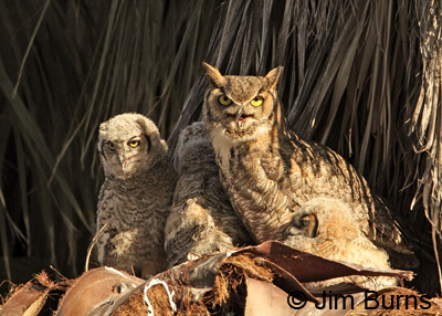 Great Horned Owl female with deformed bill