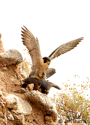 Peregrine Falcons copulating