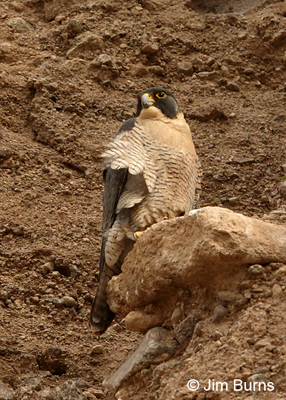 Peregrine Falcon female