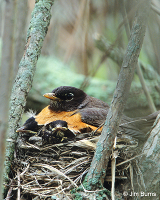 American Robin female with young