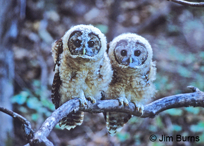 Spotted Owl siblings