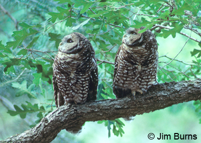 Spotted Owl pair