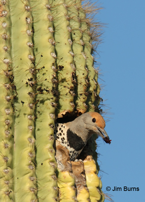 Gilded Flicker female removing saguaro flesh from nest cavity