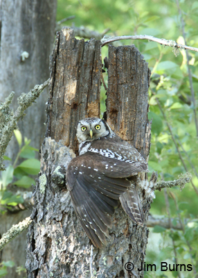 Northern Hawk Owl female mantling nest cavity with young
